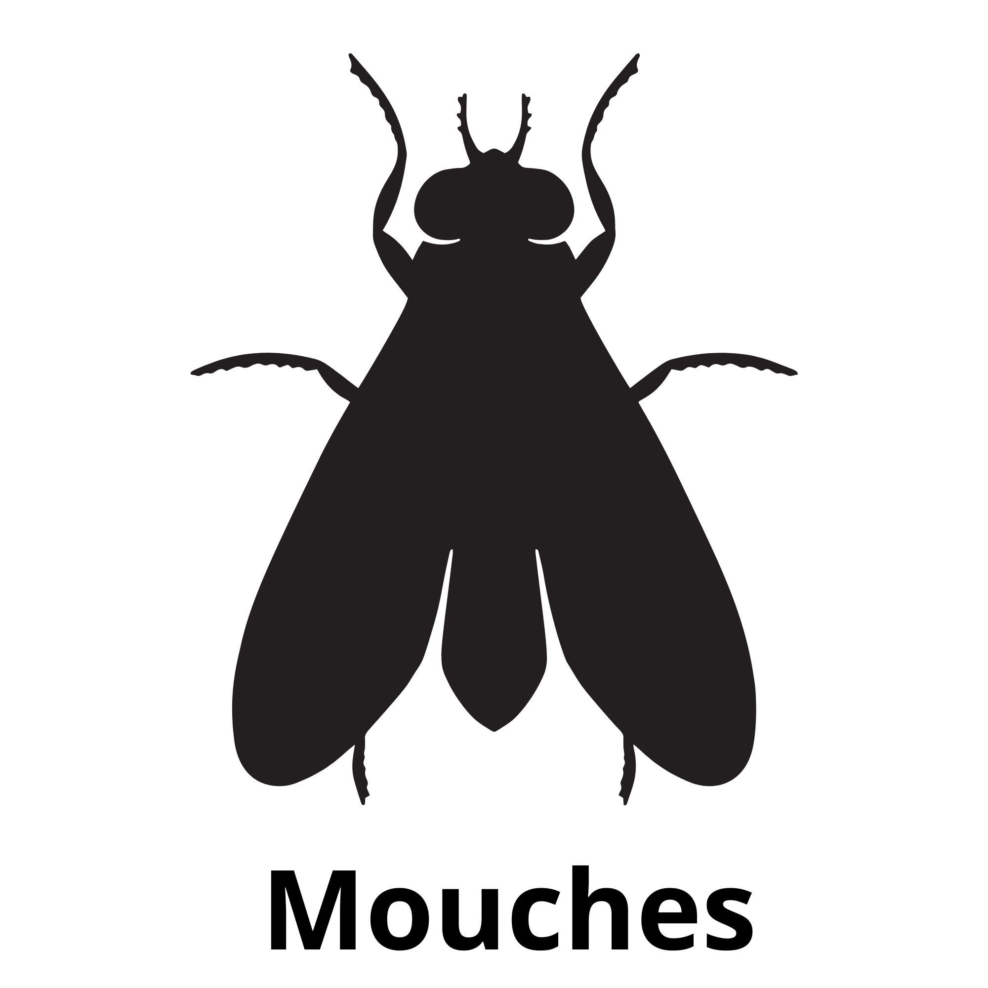 Mouches